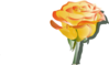 Yellow Rose Clip Art